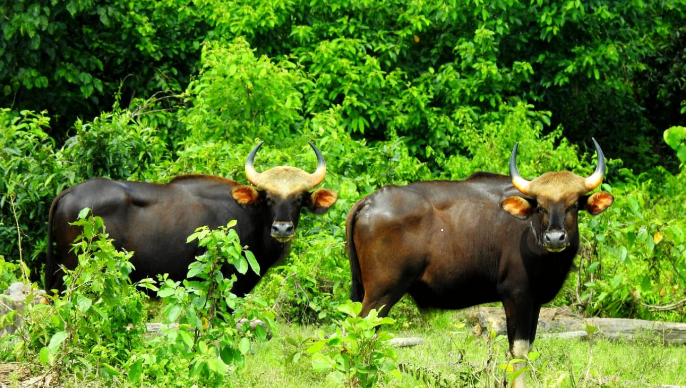 Jeep Safari in Manas Manas National Park Assam – Wildlife Safari Booking