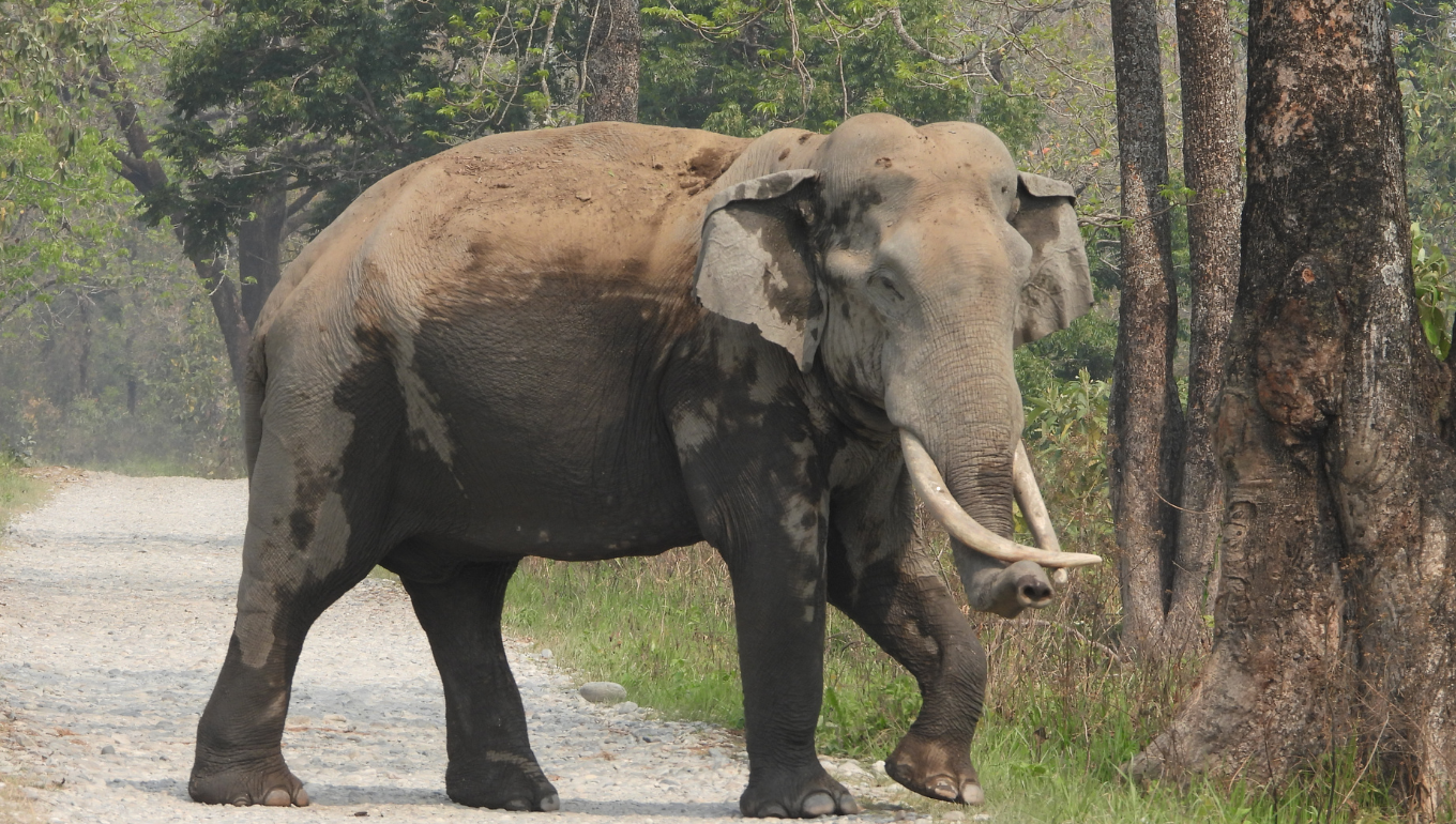 Manas Jeep Safari in Manas National Park Assam – Wildlife Safari Booking