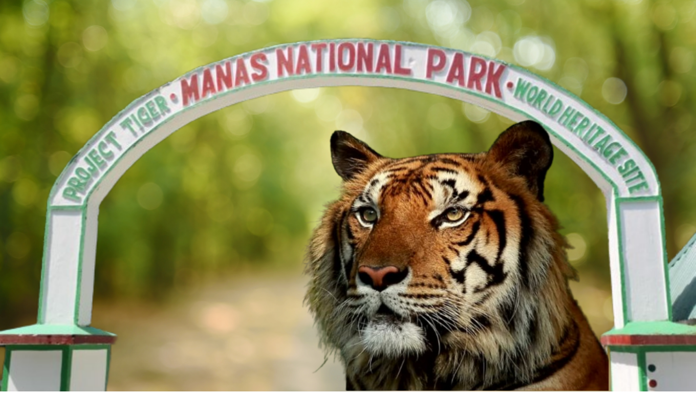 Manas Jeep Safari in Manas National Park Assam – Wildlife Safari Booking
