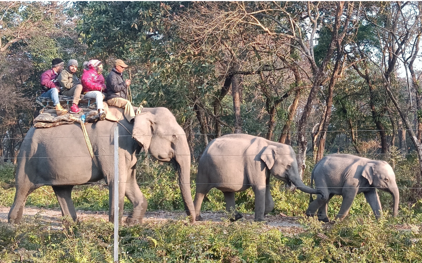 Elephant Safari in Manas National Park with wildlife viewing